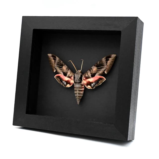 Giant Typhon sphinx moth framed taxidermy - Eumorpha typhon - large female