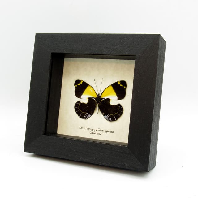 Real yellow Delias butterfly framed taxidermy - Delias neagra albimarginata