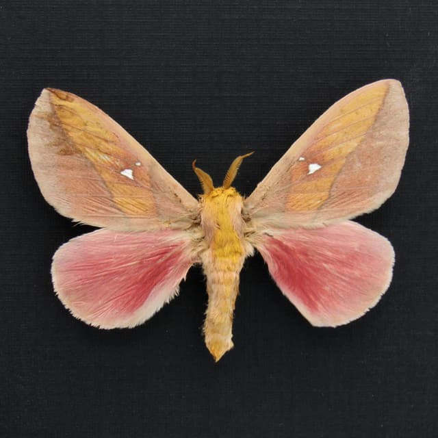 Real pink Saturn moth framed taxidermy - Syssphinx montana