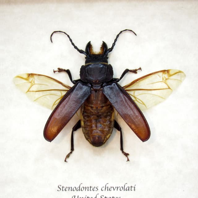 Real Stump Borer beetle framed taxidermy - Stenodontes chevrolati