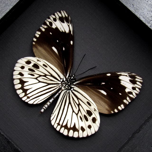 Real black and white butterfly framed taxidermy - Euploea tobleri