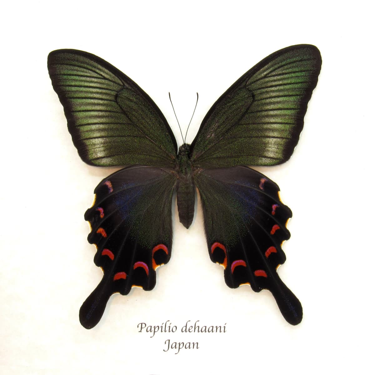 Giant Japanese Peacock butterfly framed taxidermy - Papilio  dehaani - female - summer form