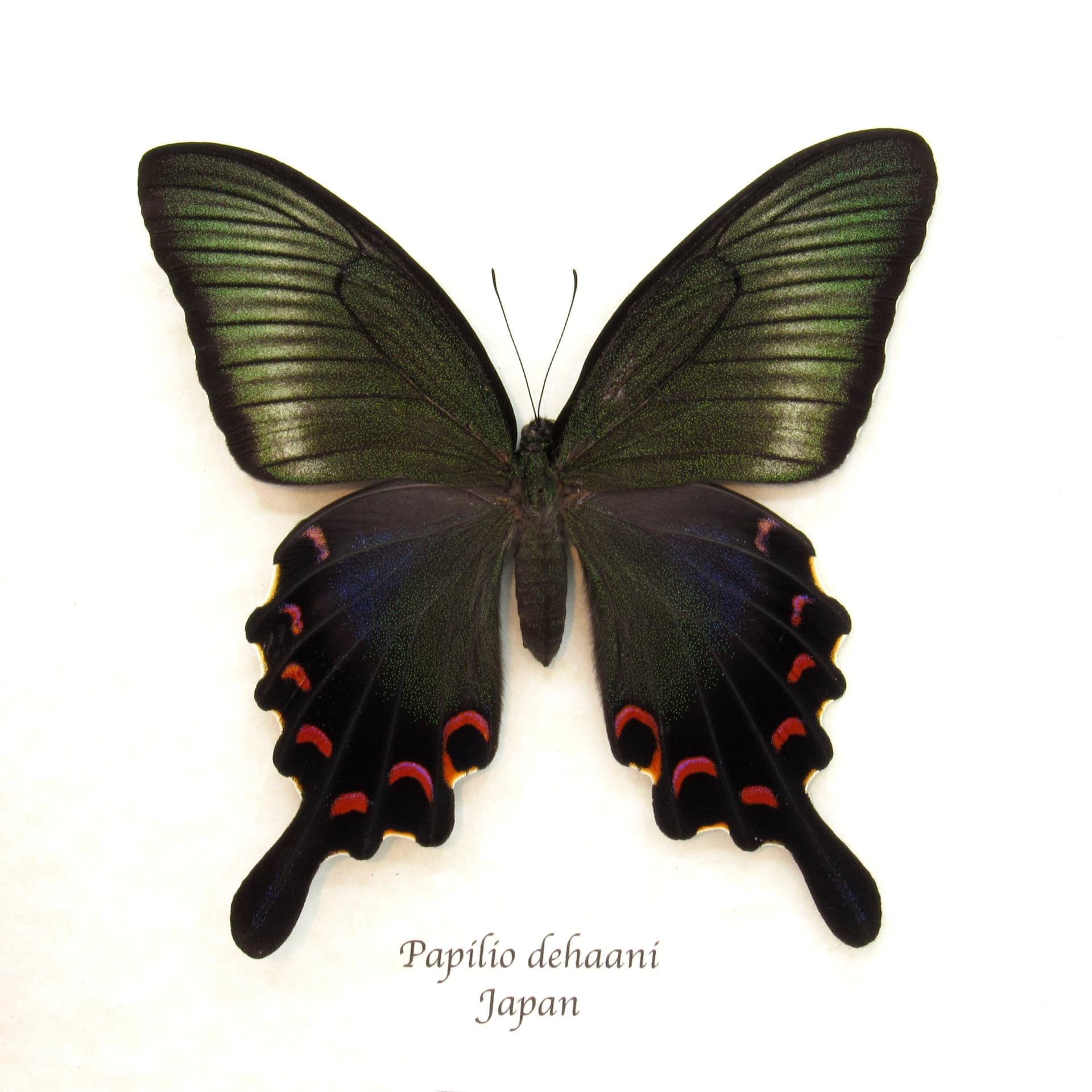 Giant Japanese Peacock butterfly framed taxidermy - Papilio  dehaani - female - summer form