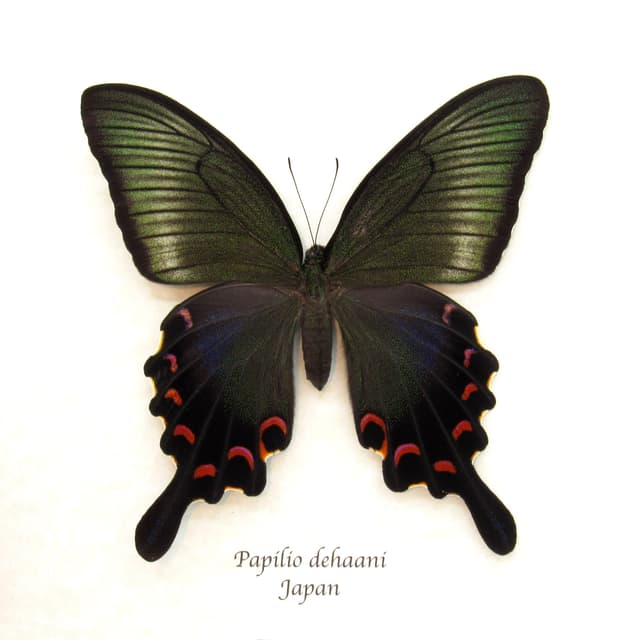 Giant Japanese Peacock butterfly framed taxidermy - Papilio  dehaani - female - summer form