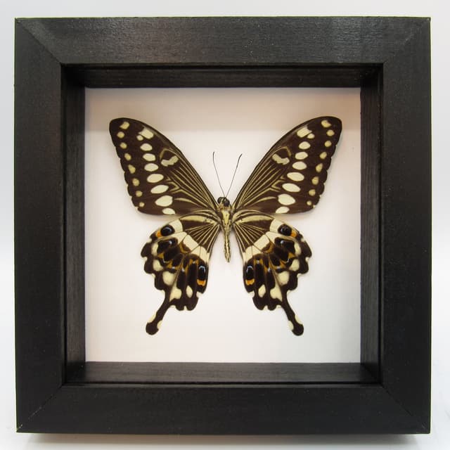 Real butterfly framed taxidermy - Papilio lormieri