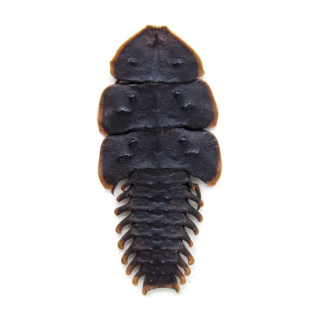 Real Trilobite beetle framed taxidermy - Duliticola species