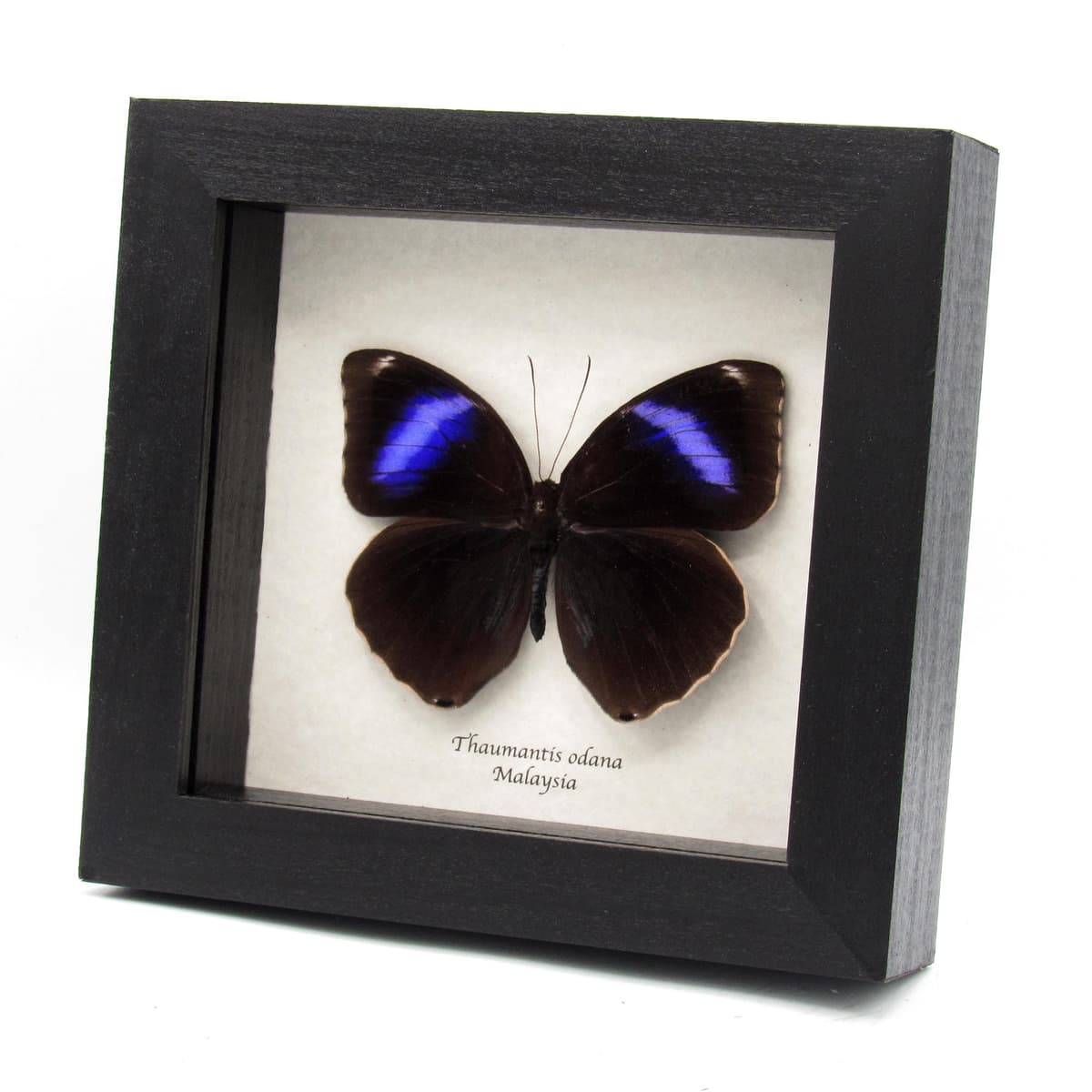 Real purple butterfly framed taxidermy - Thaumantis odana
