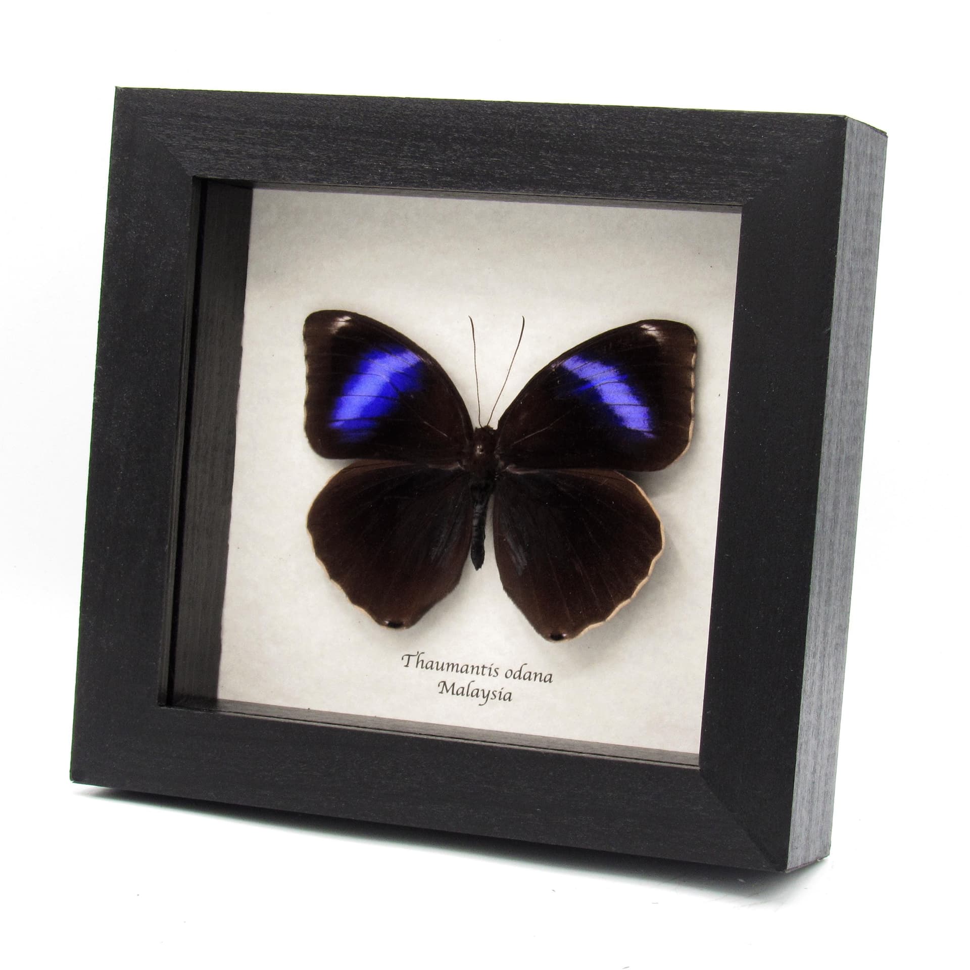 Real purple butterfly framed taxidermy - Thaumantis odana