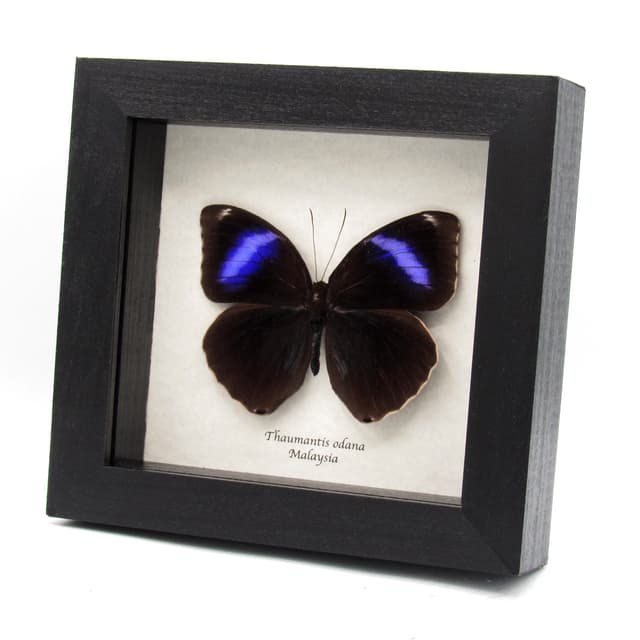 Real purple butterfly framed taxidermy - Thaumantis odana