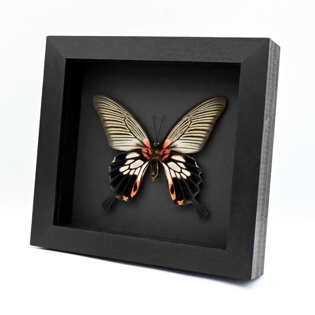 Real Great Mormon butterfly framed taxidermy - Papilio memnon agenor - female