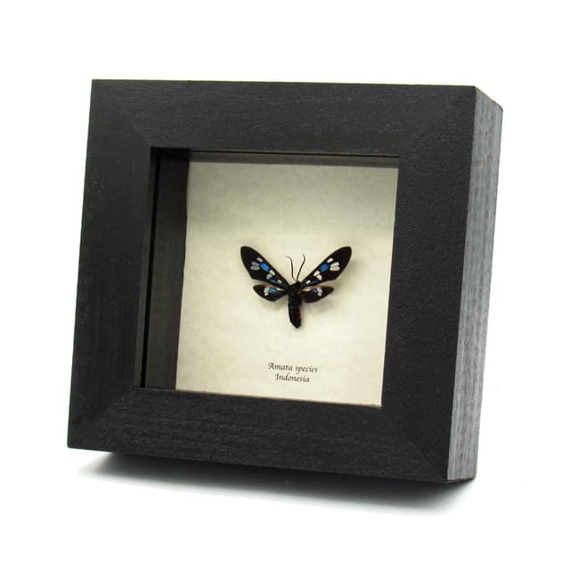 Rare Tiger Wasp Moth framed taxidermy - Amata species