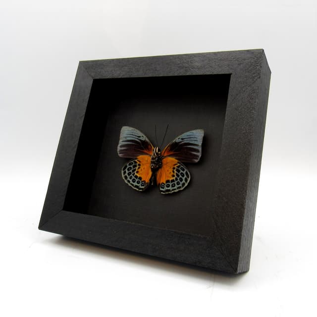 Rare butterfly framed taxidermy - Agrias beatifica beata