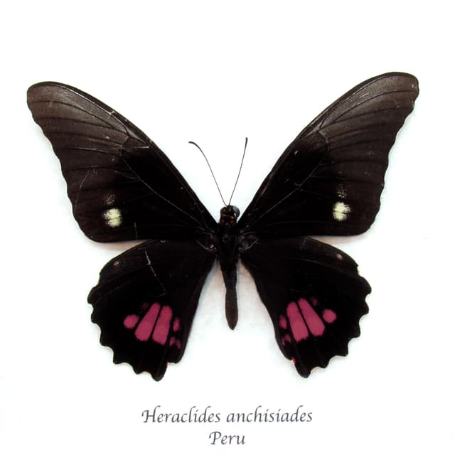 Real Ruby-spotted Swallowtail butterfly framed taxidermy - Heraclides anchisiades