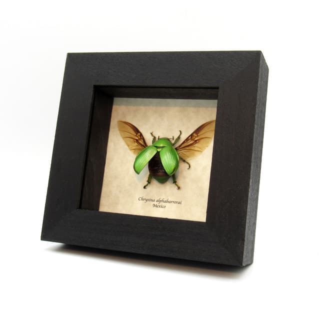Real green Jewel Scarab beetle framed taxidermy - Chrysina alphabarrerai