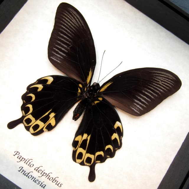 Real Giant Swallowtail butterfly framed taxidermy - Papilio deiphobus