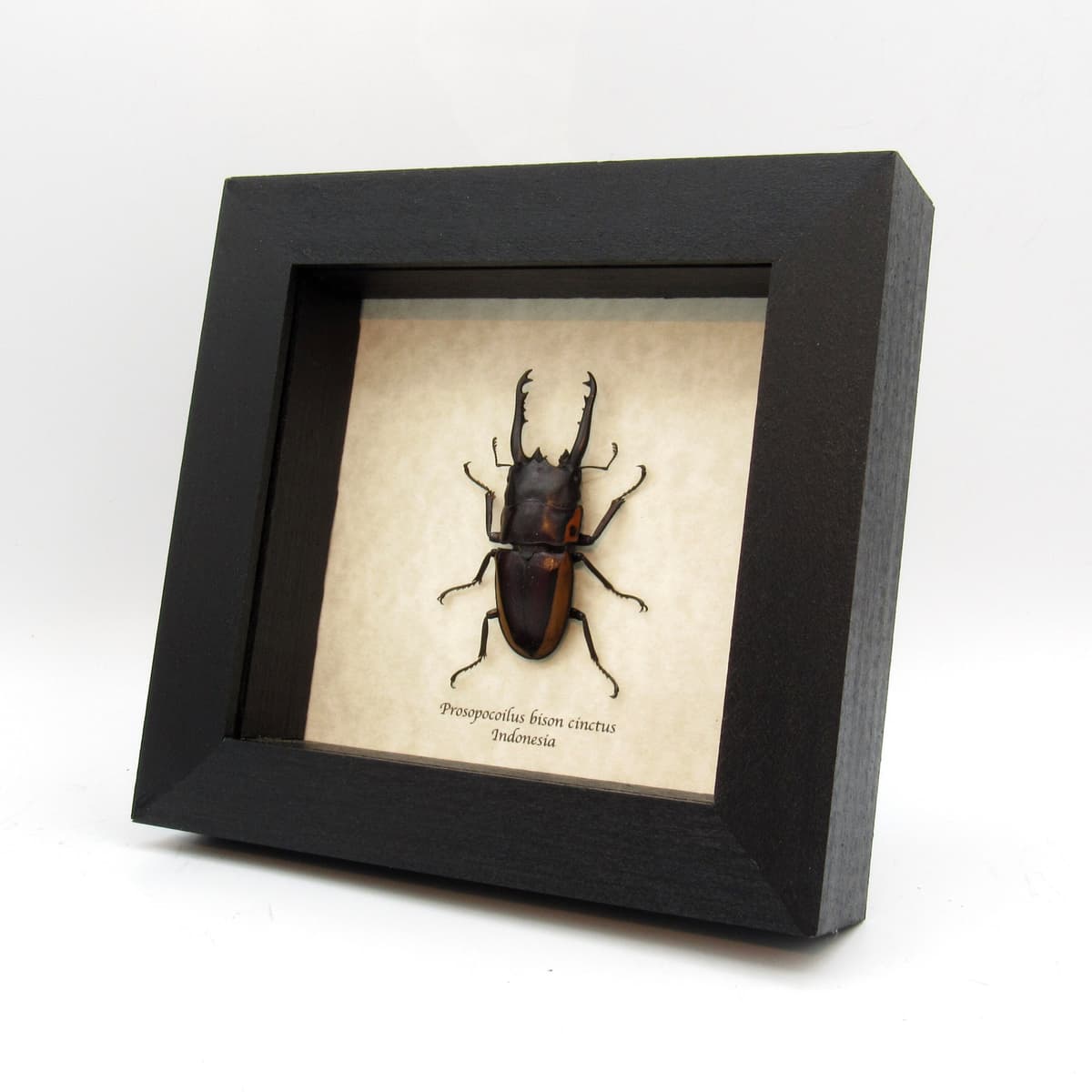 Real Stag beetle framed taxidermy - Prosopocoilus bison cinctus - large