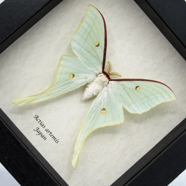Real large Japanese Luna Moon moth framed taxidermy - Actias artemis