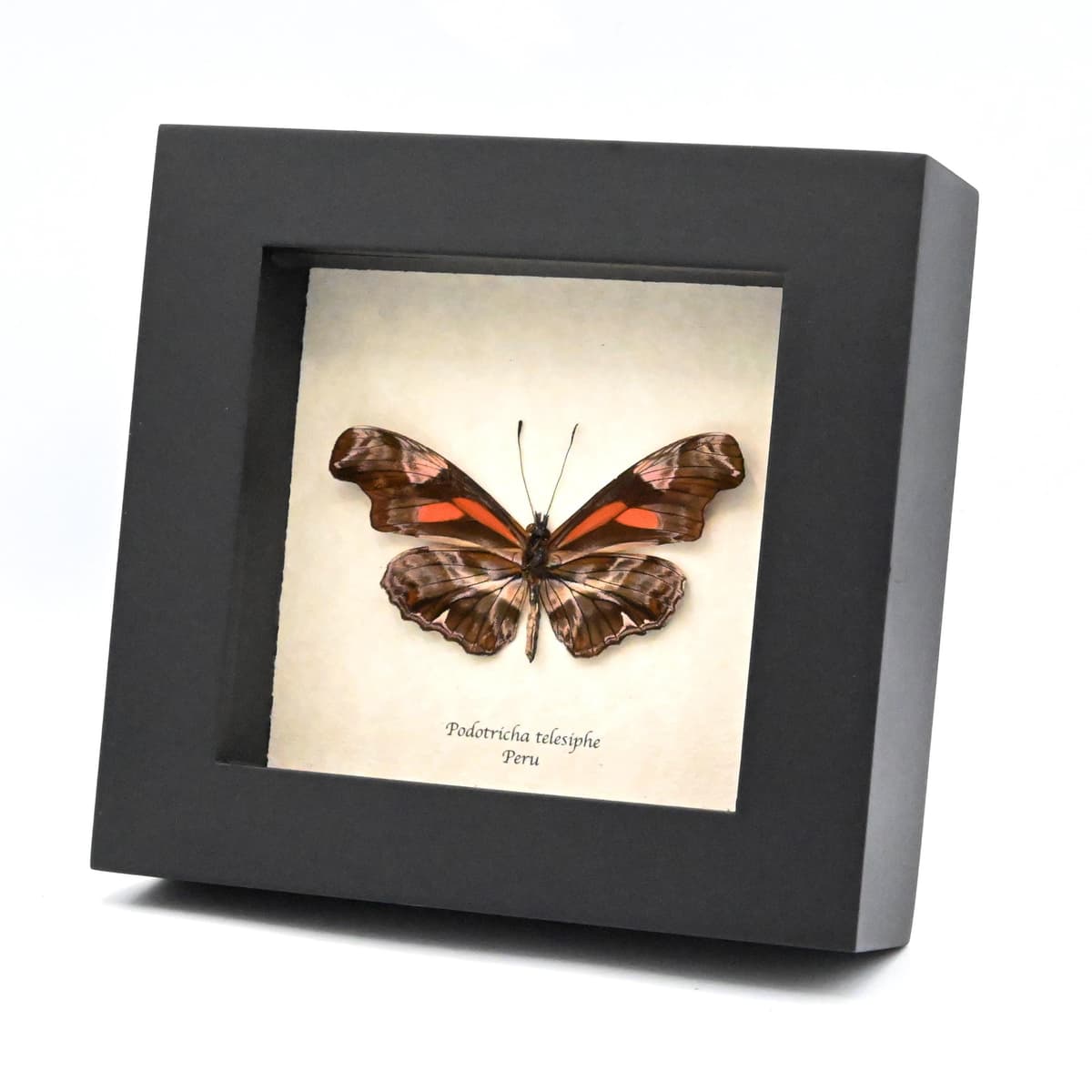 Real red Longwing butterfly framed taxidermy - Podotricha telesiphe
