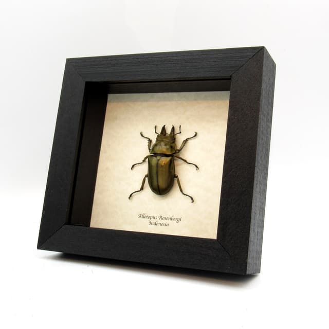 Real Bronze Devil Stag beetle framed taxidermy - Allotopus Rosenbergi