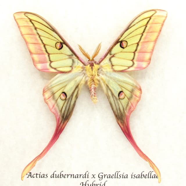 Very rare hybrid Moon Moth framed taxidermy - Actias dubernardi x Graellsia isabellae