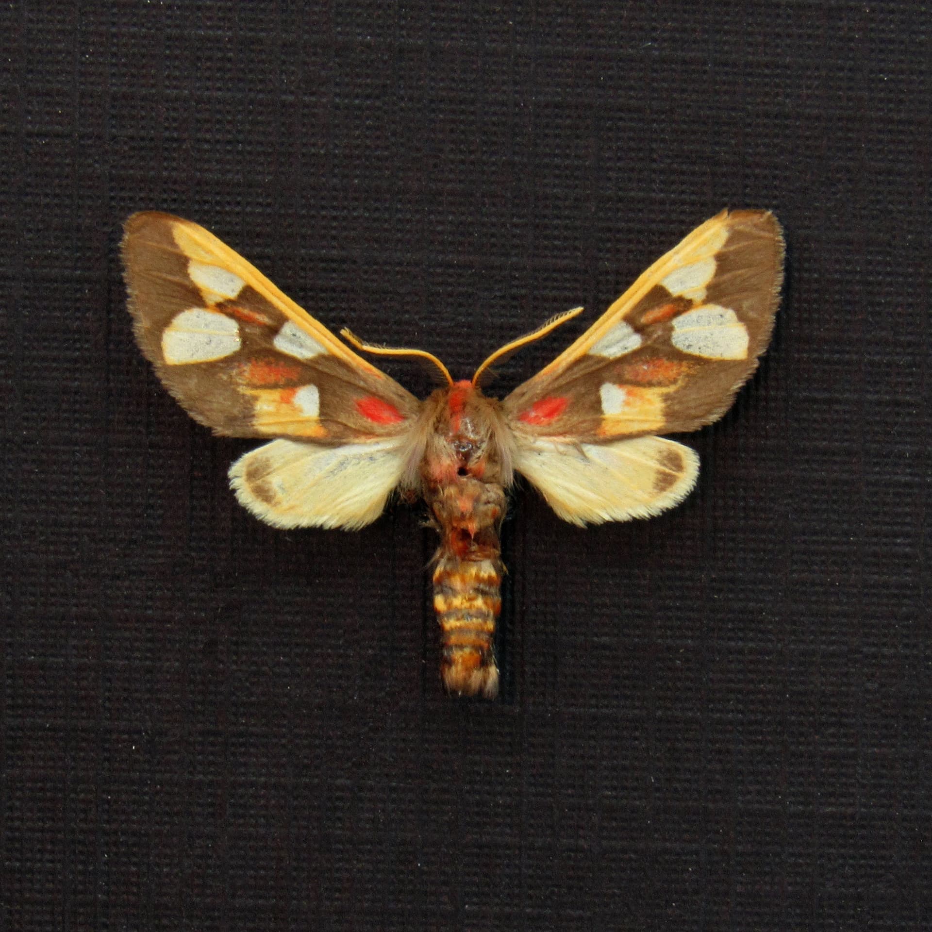 Rare African Erebid moth framed taxidermy - Anapisa histrio
