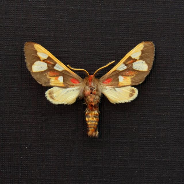Rare African Erebid moth framed taxidermy - Anapisa histrio