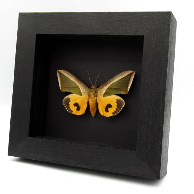 Real Leaf mimic fruit piercing moth framed taxidermy - Eudocima species - female