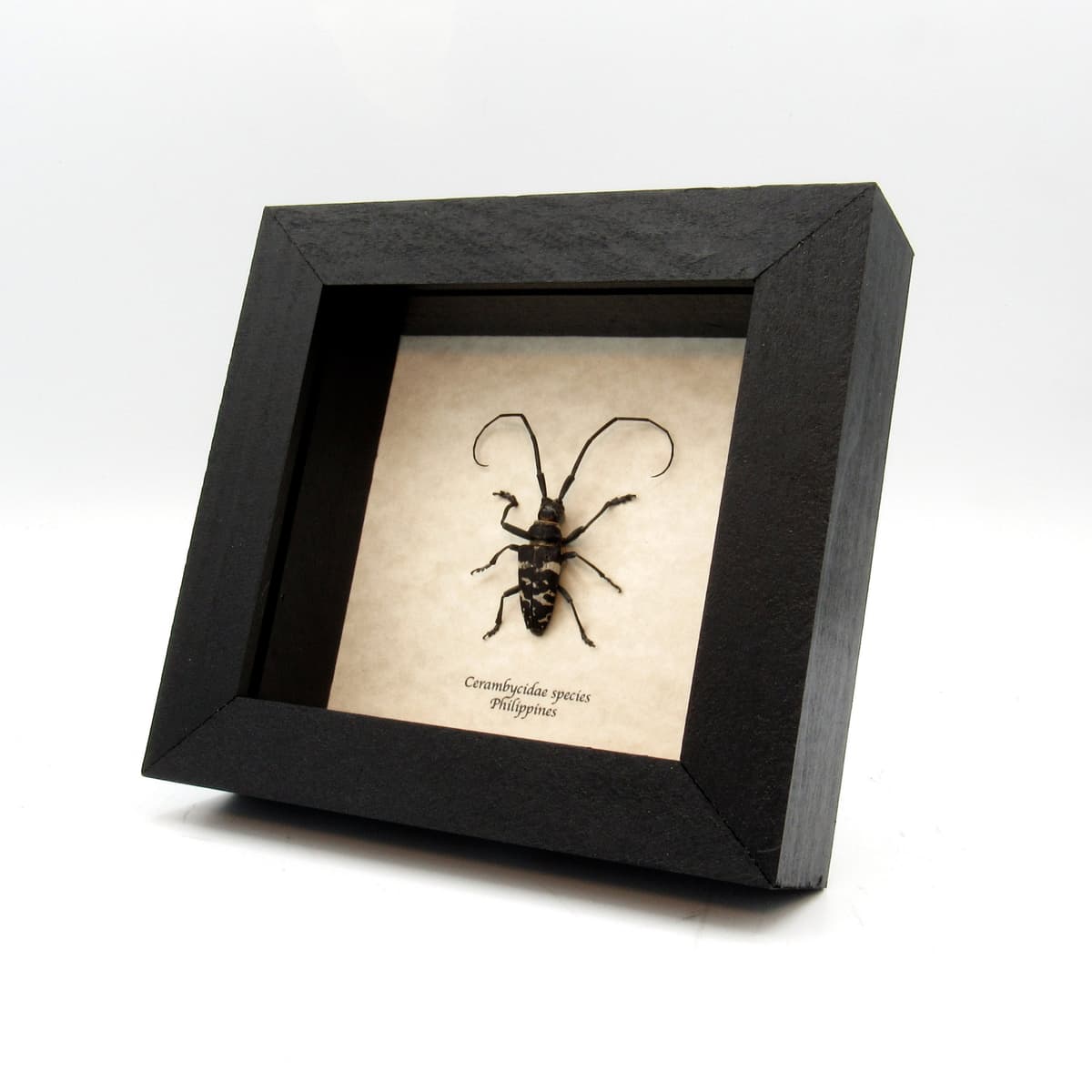 Real framed Longhorn beetle taxidermy - Cerambycidae species