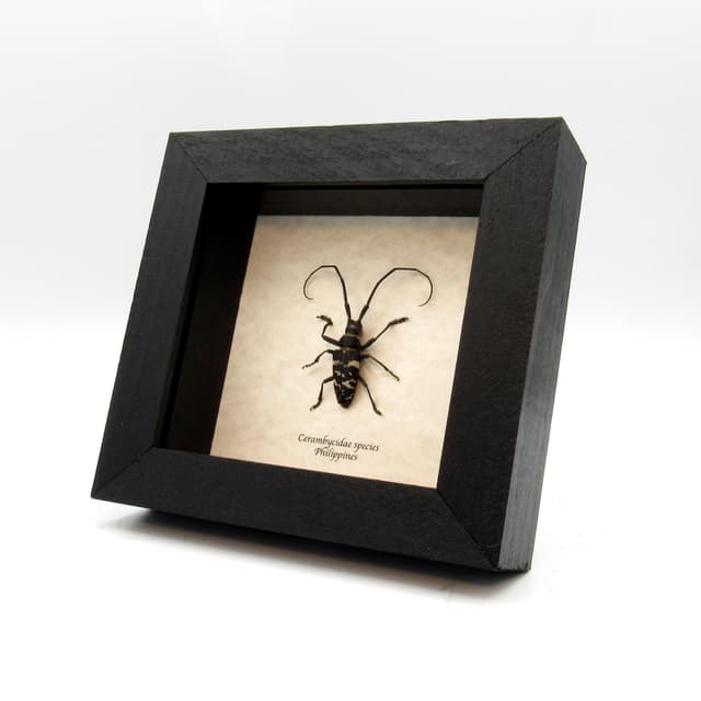 Real framed Longhorn beetle taxidermy - Cerambycidae species