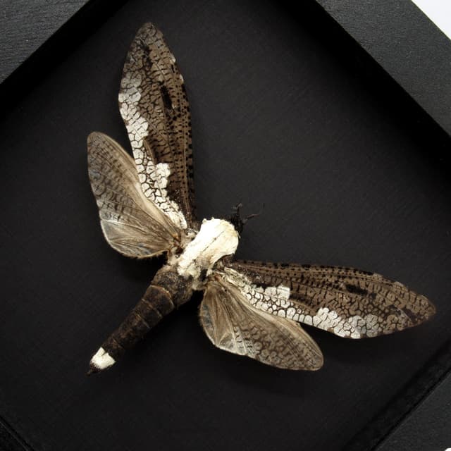 Real Giant Cossid moth framed taxidermy - Xyleutes strix
