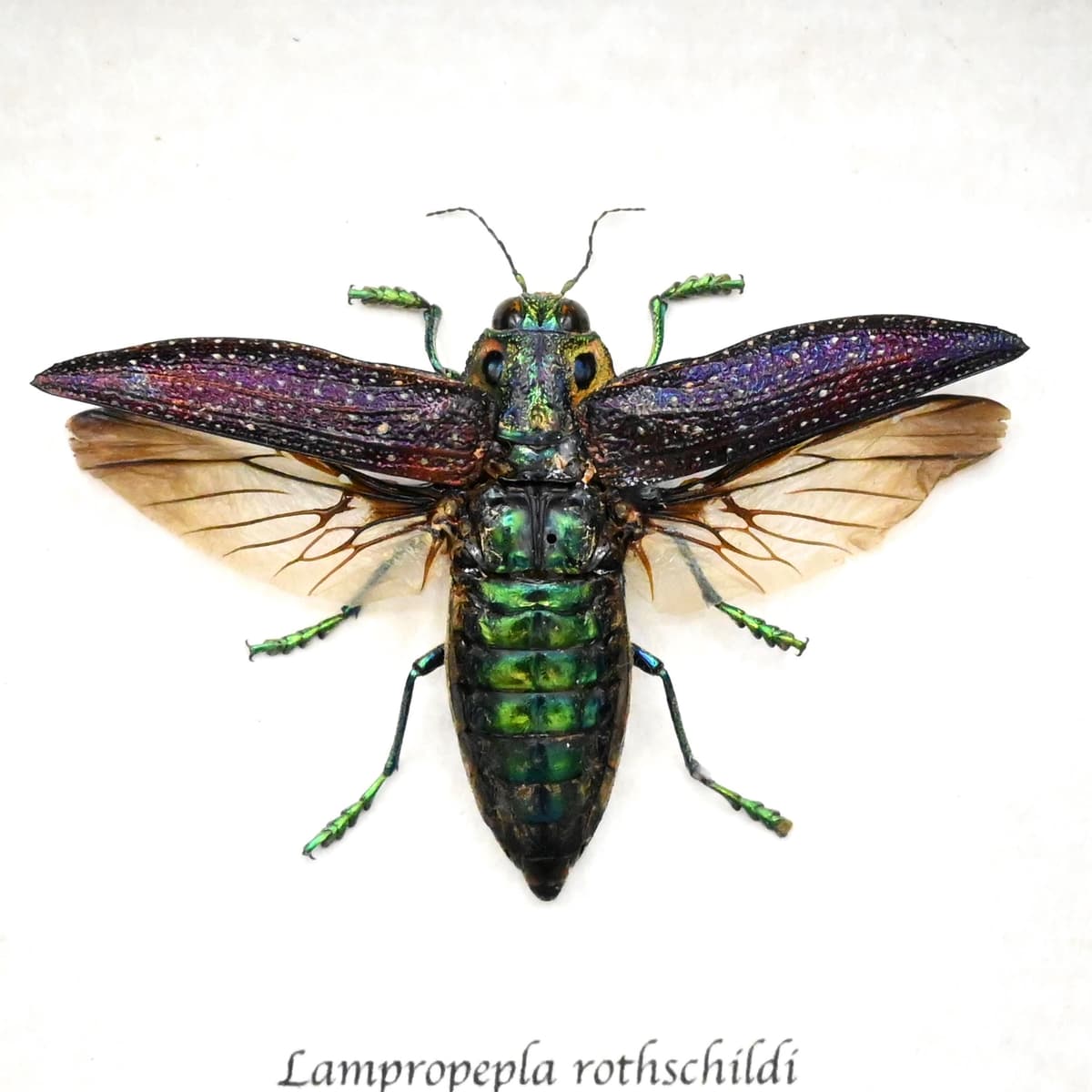 Real four eyed beetle framed taxidermy - Lampropepla rothschildi