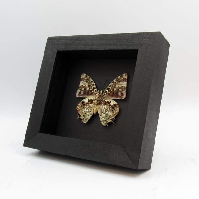 Real butterfly framed taxidermy - Charaxes etesippe