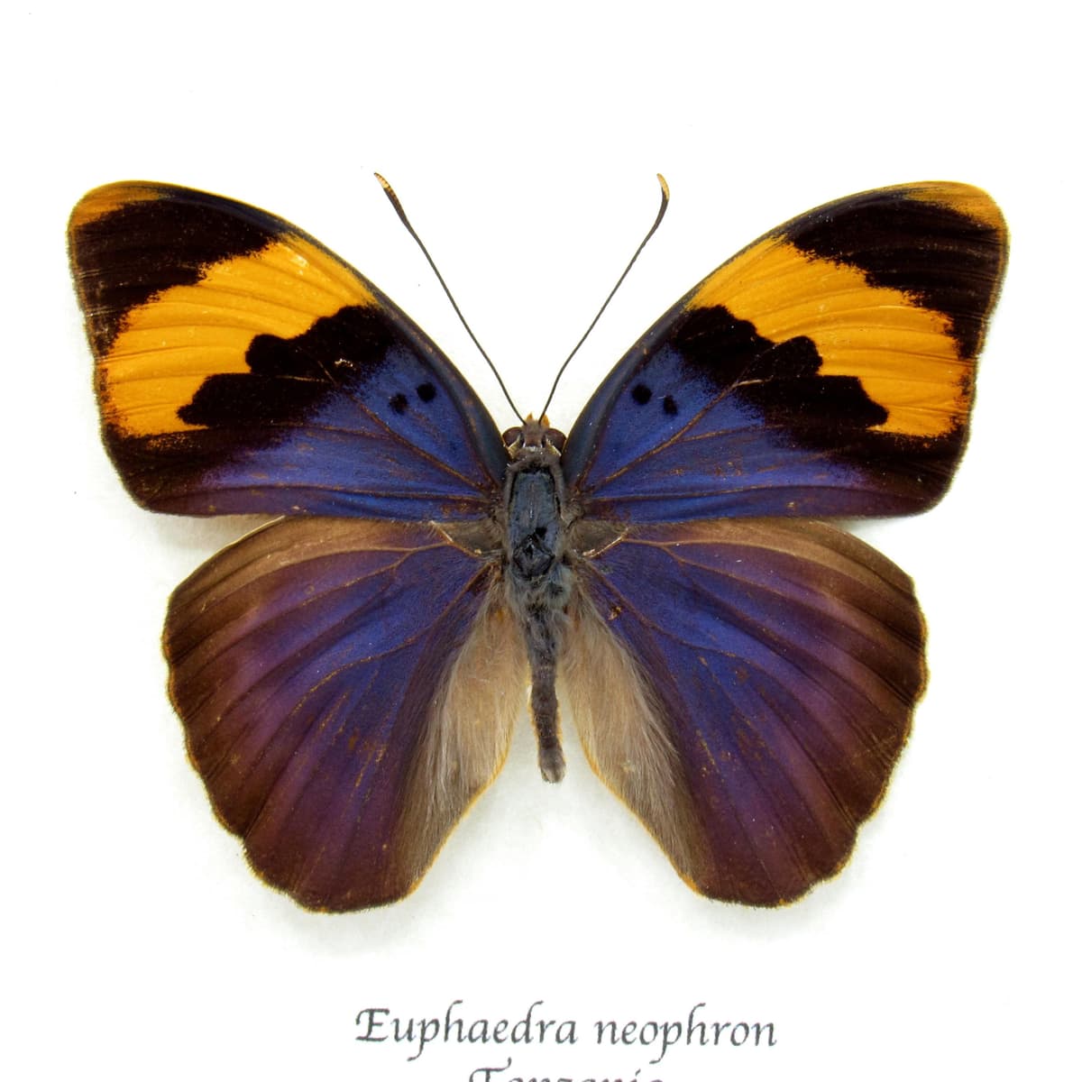 Real blue Forester butterfly framed taxidermy - Euphaedra neophron