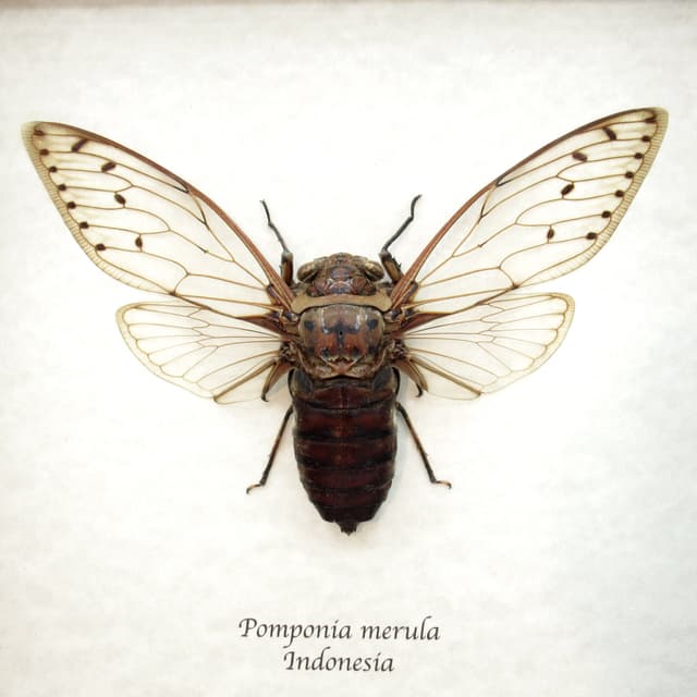 Real giant cicada framed taxidermy - Pomponia merula