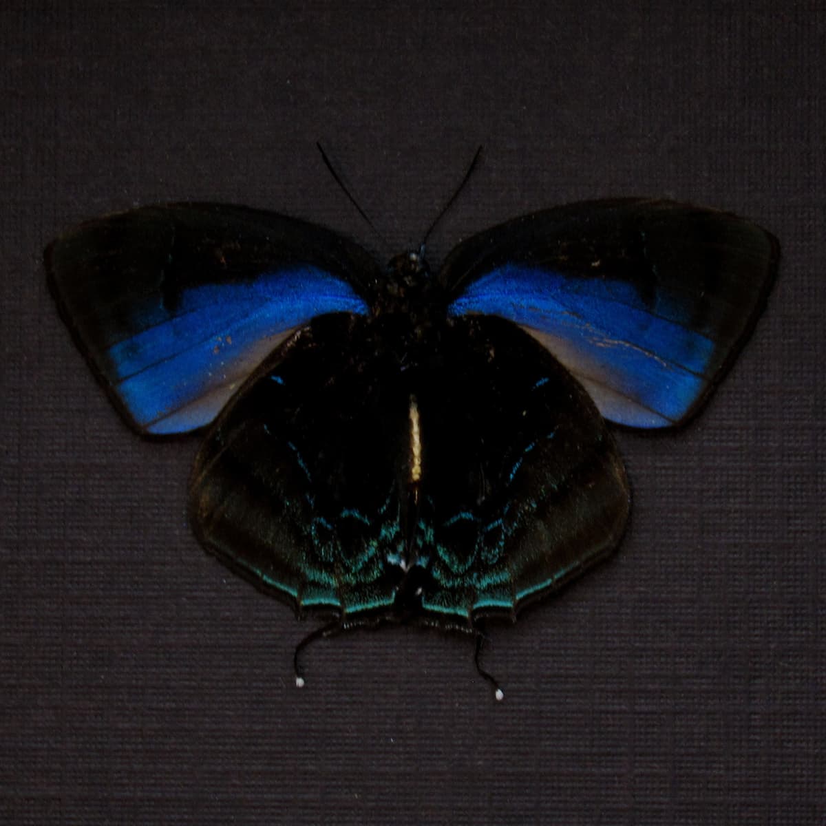Real blue Hairstreak butterfly framed taxidermy - Theritas hemon - Victorian mount