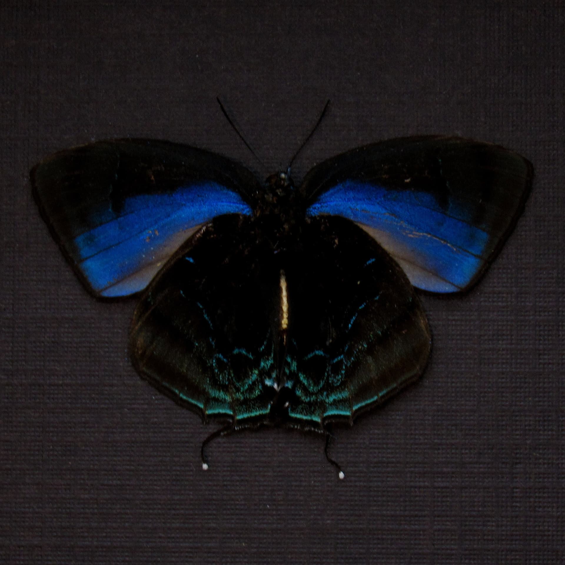 Real blue Hairstreak butterfly framed taxidermy - Theritas hemon - Victorian mount
