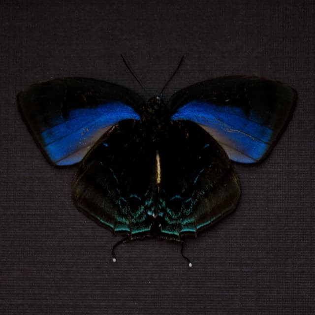 Real blue Hairstreak butterfly framed taxidermy - Theritas hemon - Victorian mount