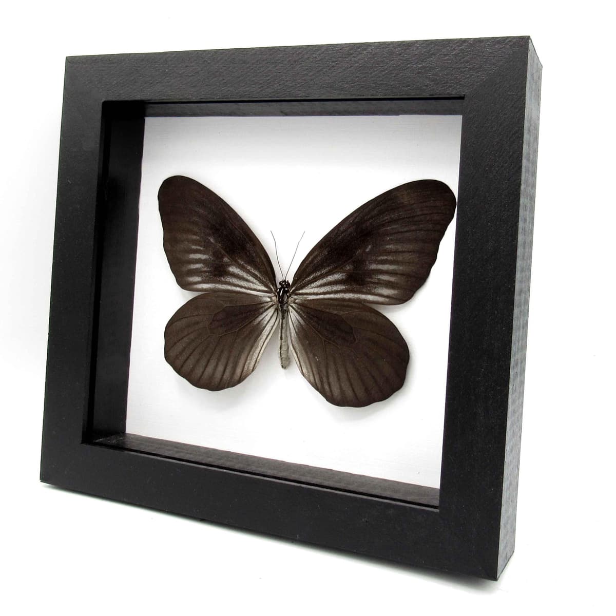 Very rare large Rice Wing butterfly framed taxidermy - Idea blanchardi kuhni - black form