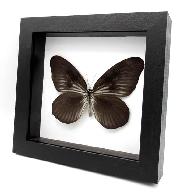 Very rare large Rice Wing butterfly framed taxidermy - Idea blanchardi kuhni - black form