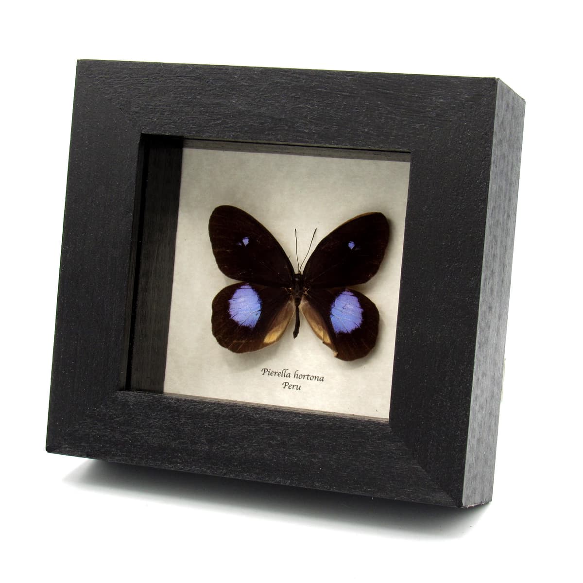 Real black and purple butterfly framed taxidermy - Pierella hortona