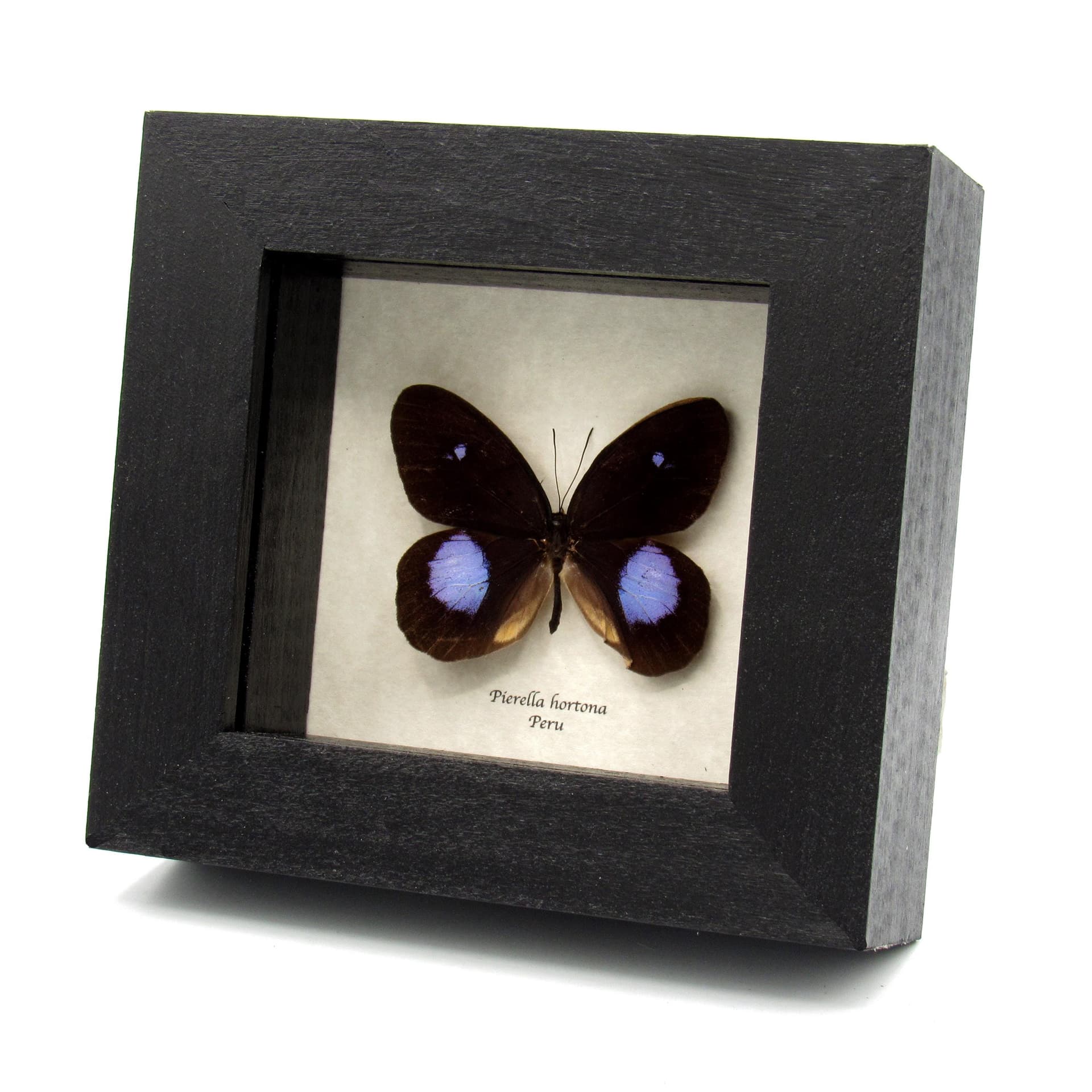 Real black and purple butterfly framed taxidermy - Pierella hortona