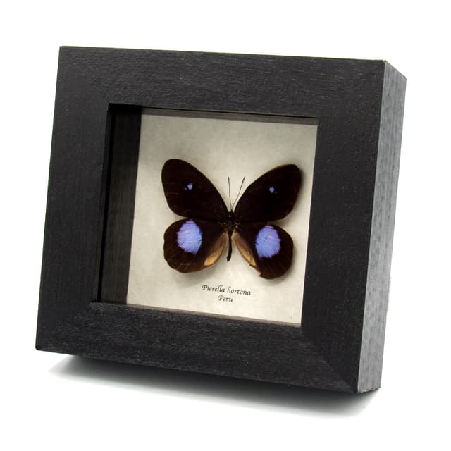 Real black and purple butterfly framed taxidermy - Pierella hortona