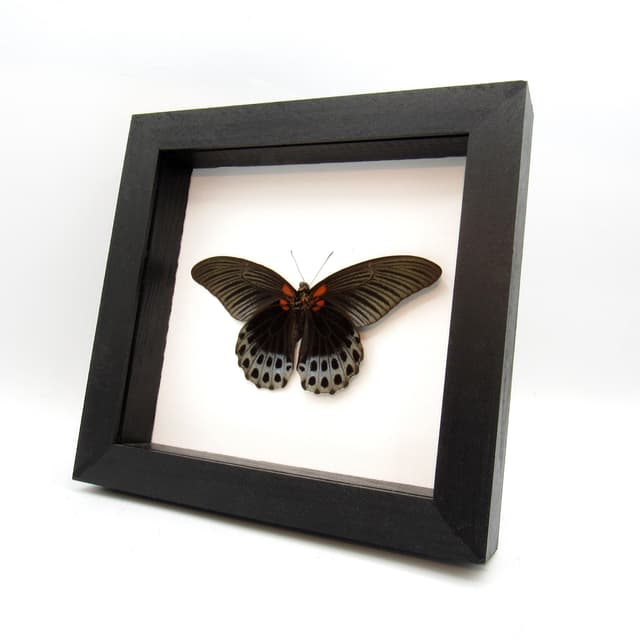 Real black Great Mormon butterfly framed taxidermy - Papilio memnon christianae - Victorian mount