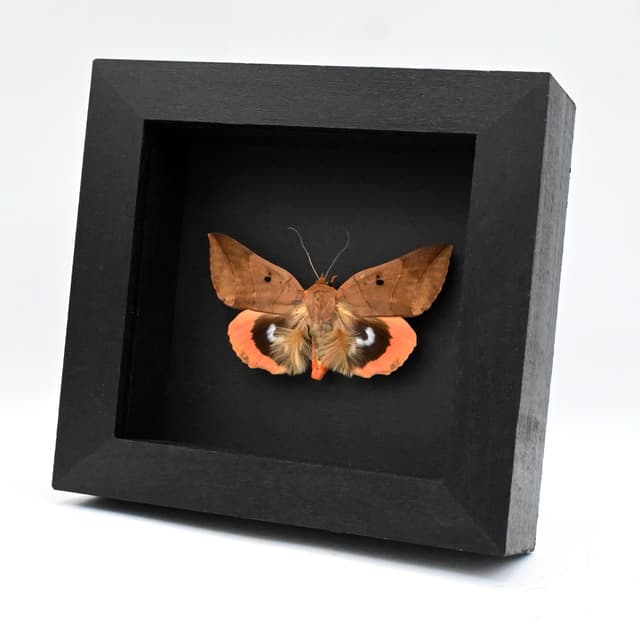 Real furry peach Underwing moth framed taxidermy - Thyas juno