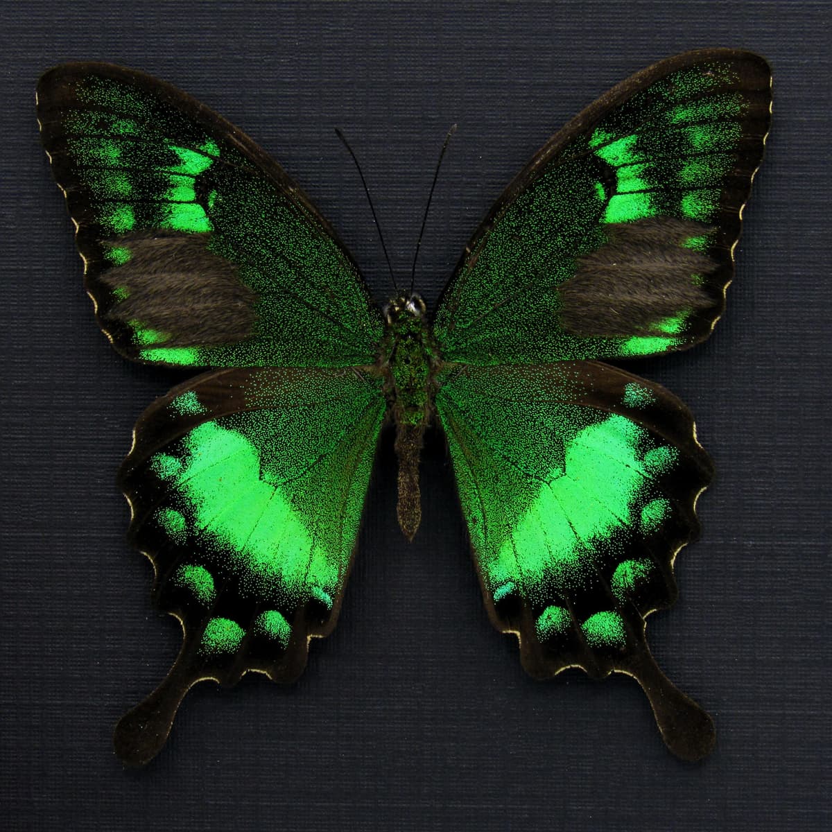 Rare green Swallowtail butterfly framed taxidermy - Papilio neumogeni