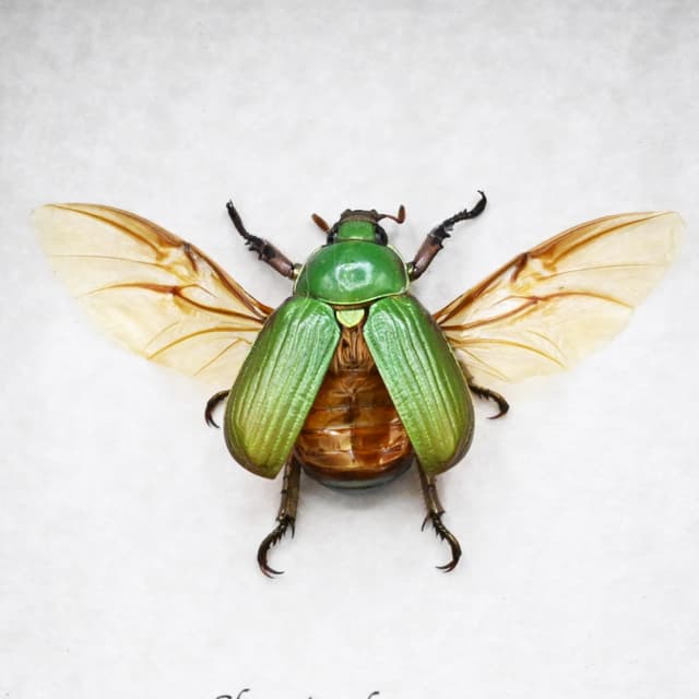 Real jewel Scarab beetle framed - Chrysina lecontei