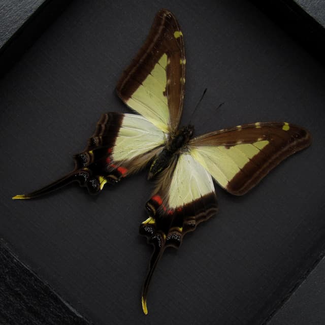 Large pale green Swallowtail butterfly framed - Protographium leucaspis