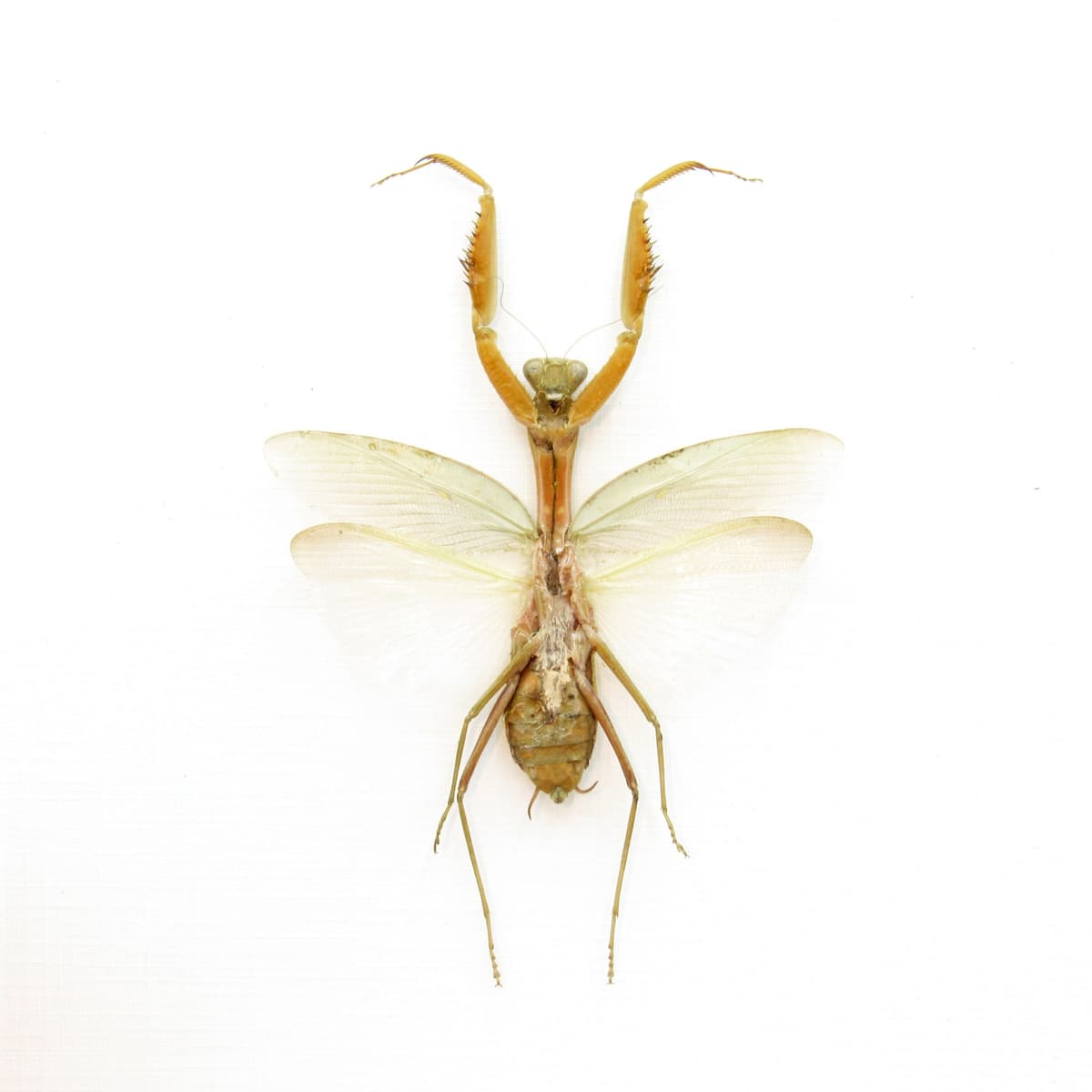 Giant Golden Praying Mantis framed taxidermy - Hierodula venosa - female