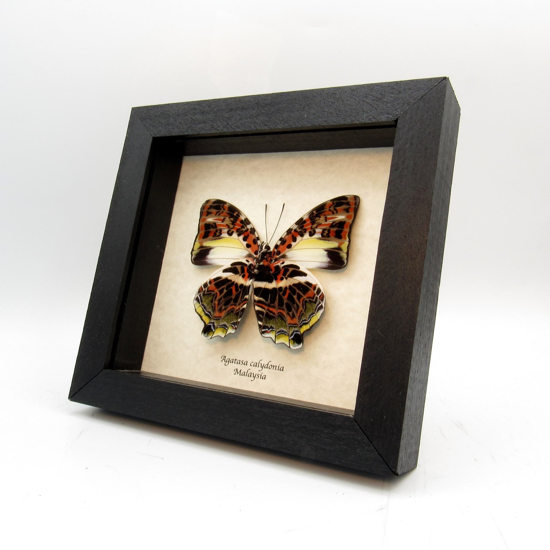 Large red real butterfly framed taxidermy - Agatasa calydonia