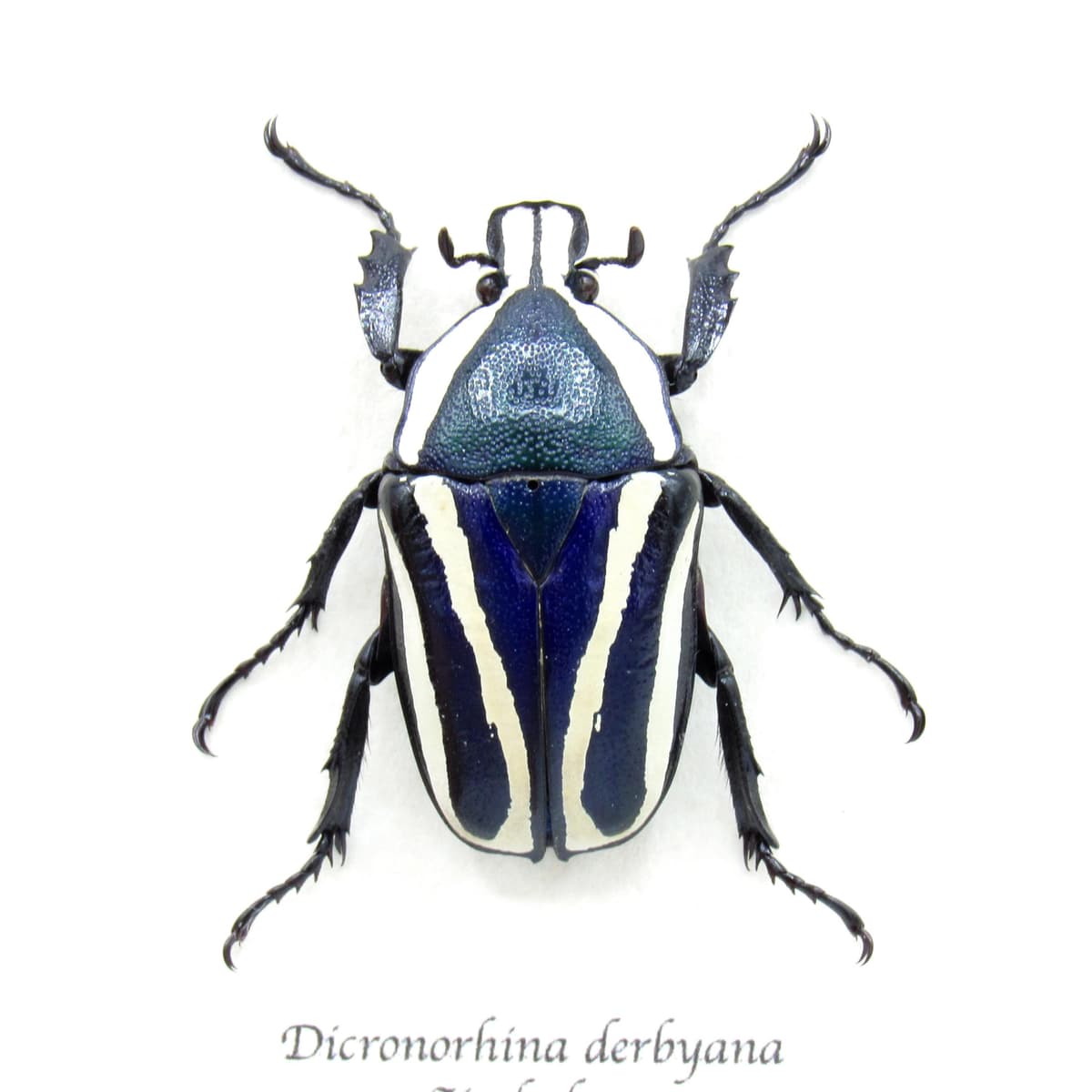 Real Scarab beetle framed taxidermy - Dicronorhina derbyana - female - dark green and purple form
